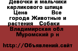 Девочки и мальчики карликового шпица  › Цена ­ 20 000 - Все города Животные и растения » Собаки   . Владимирская обл.,Муромский р-н